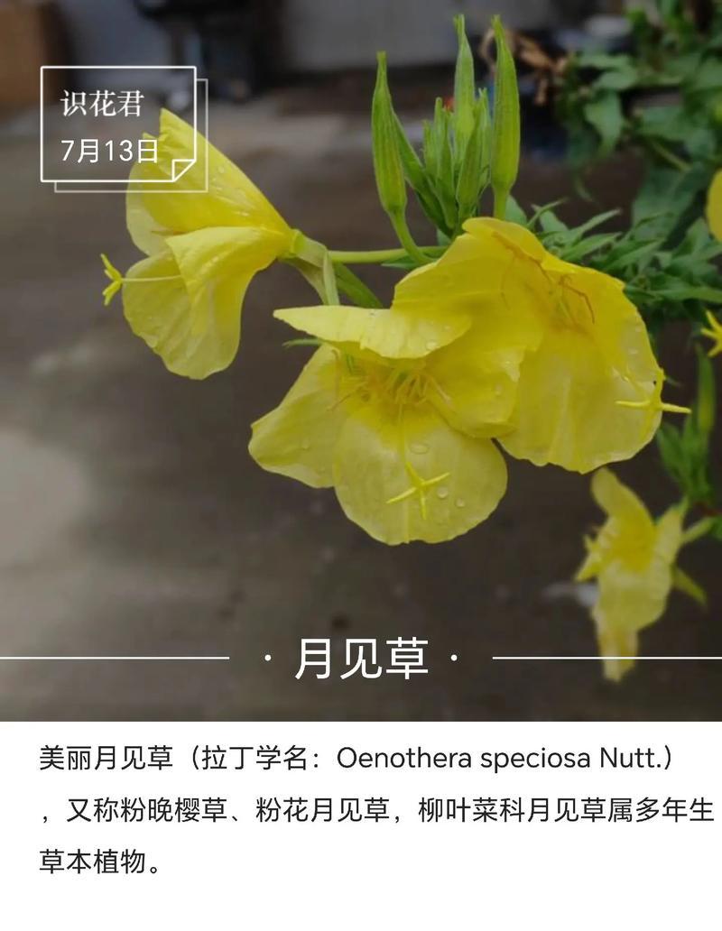 花语者是什么？特别含义有哪些？
