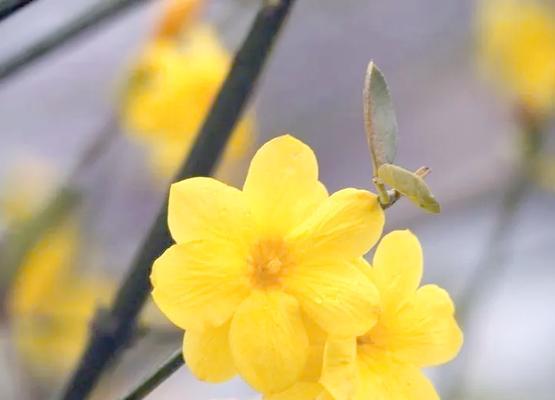 哪些花象征坚韧独立？它们的花语有何含义？