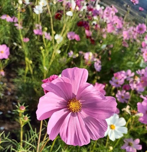 哪些花象征坚韧独立？它们的花语有何含义？