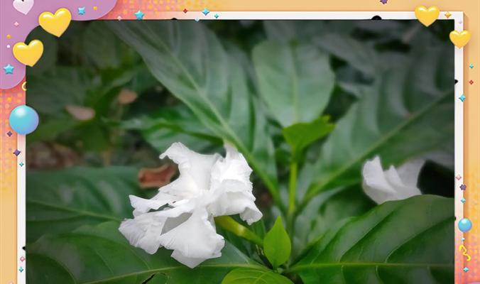 哪些花象征坚韧独立？它们的花语有何含义？