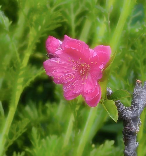 寓意走桃花源的花有哪些？