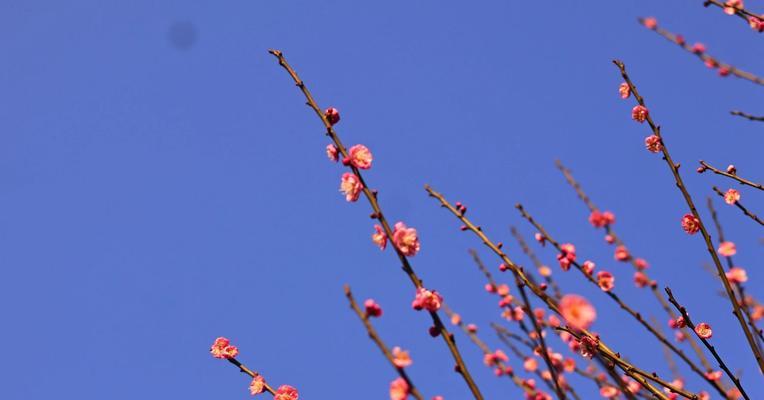 寓意走桃花源的花有哪些？