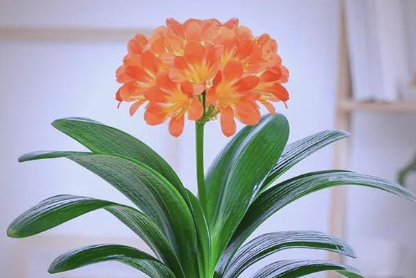 格局大的花有哪些寓意？它们在花卉语言中的地位如何？