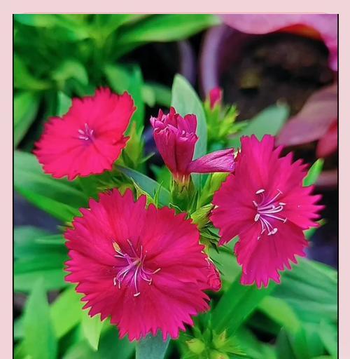须苞石竹花语代表什么含义？花语背后的故事是什么？