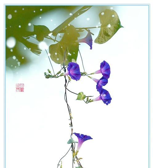 牵牛花象征着什么？它的寓意有哪些？