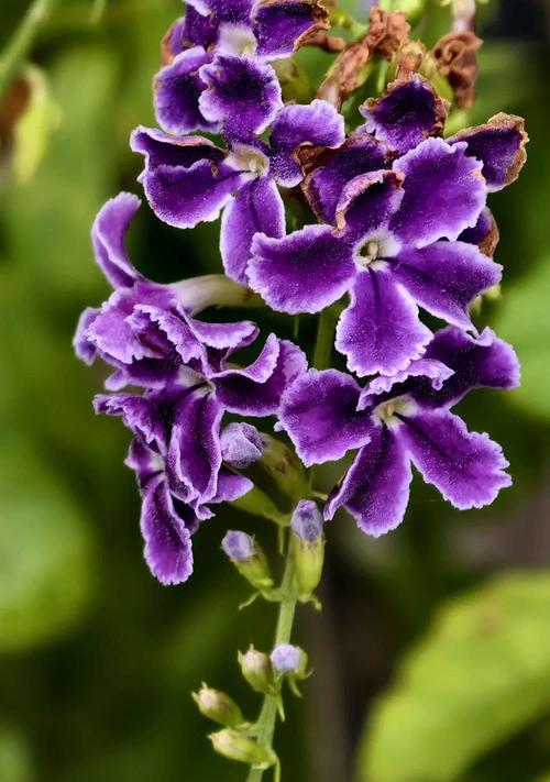 寓意不好的花是什么？在花语中有哪些花是不吉利的？