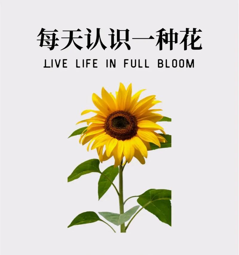 向阳花的花语和含义是什么？