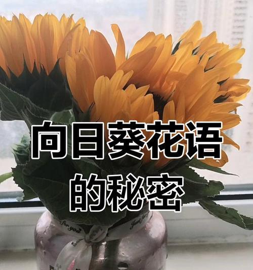 向阳花的花语和含义是什么？