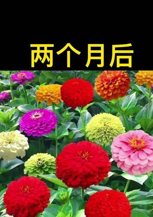 步步高寓意的花有哪些？