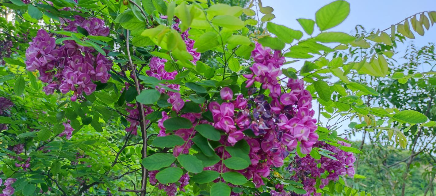 开满花的树意味着什么？树木开花有哪些寓意？