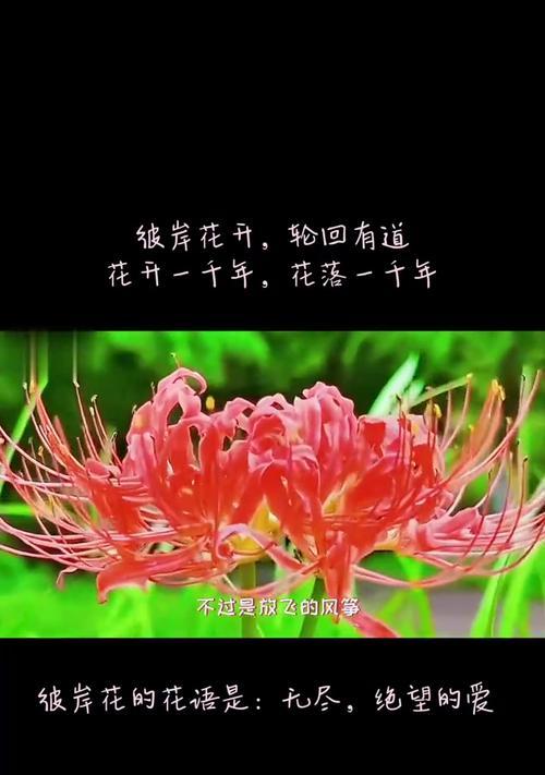 花的寓意短句有哪些？它们如何简洁传达花语？