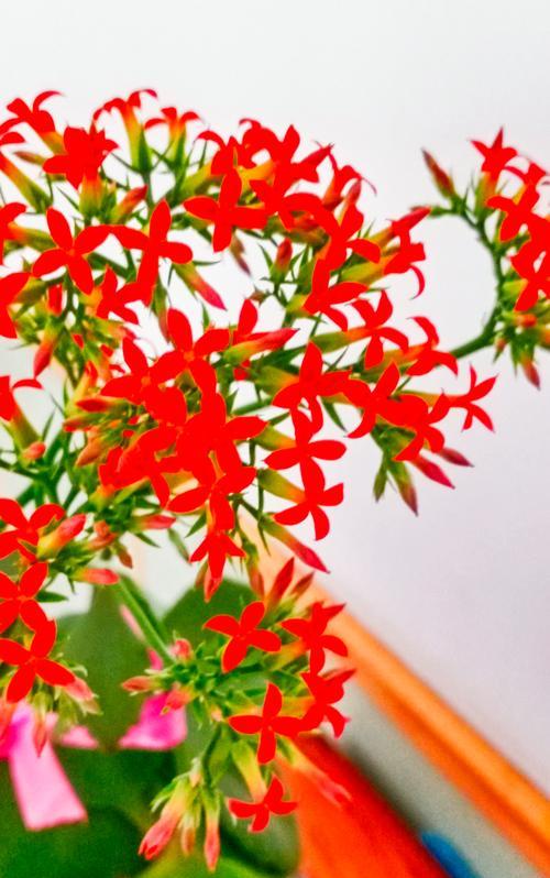 和平与幸福的花卉有哪些？它们的寓意是什么？