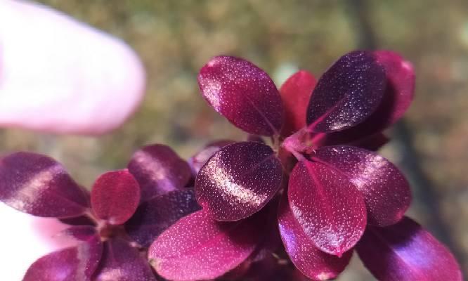 黑天使花的寓意是什么？黑天使花代表了什么？