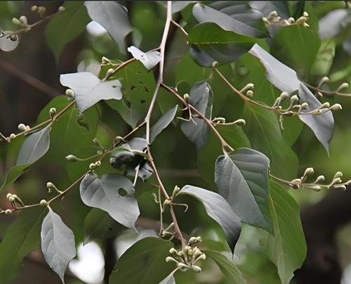 花冠的寓意是什么？花冠在不同文化中代表什么？
