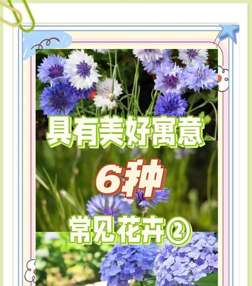 白岭花是什么含义的花名？白岭花的花语有哪些？