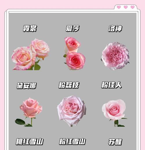 白岭花是什么含义的花名？白岭花的花语有哪些？