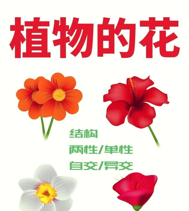 双子象征的花有哪些？它们的特性是什么？