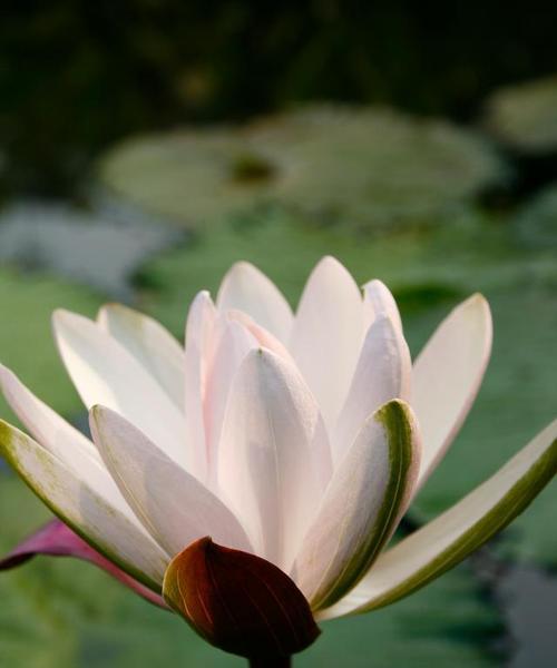 第一朵花的象征意义是什么？送出时应注意什么？