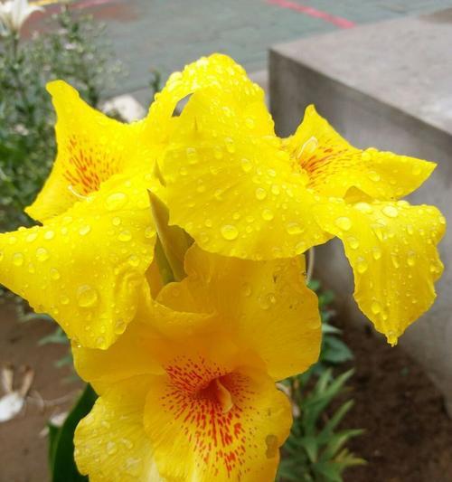 带雨的花象征着什么？文学中带雨的花有何深层含义？