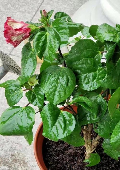 寓意救死扶伤的植物有哪些？哪些植物代表医疗和康复？