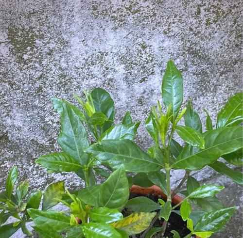 寓意救死扶伤的植物有哪些？哪些植物代表医疗和康复？