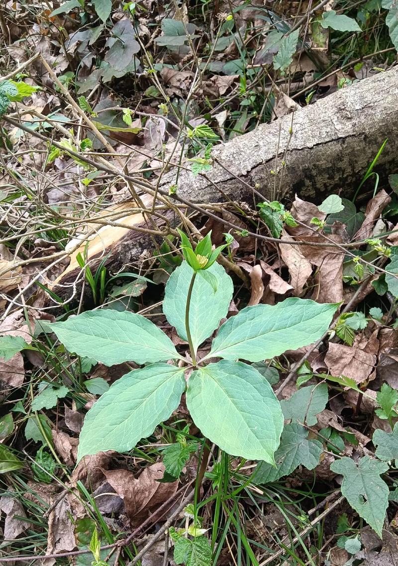 寓意救死扶伤的植物有哪些？哪些植物代表医疗和康复？