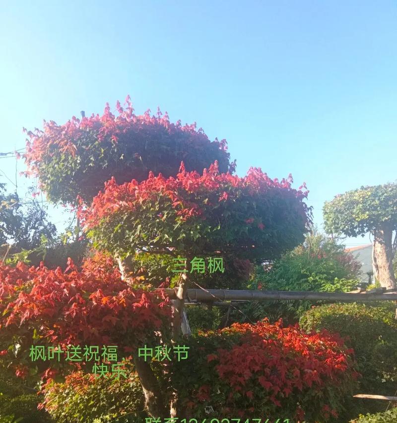 枫树花在秋季文化中的象征意义是什么？