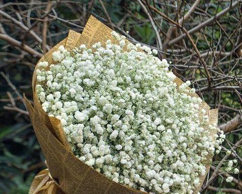 满天星象征着什么？满天星的花语有哪些？