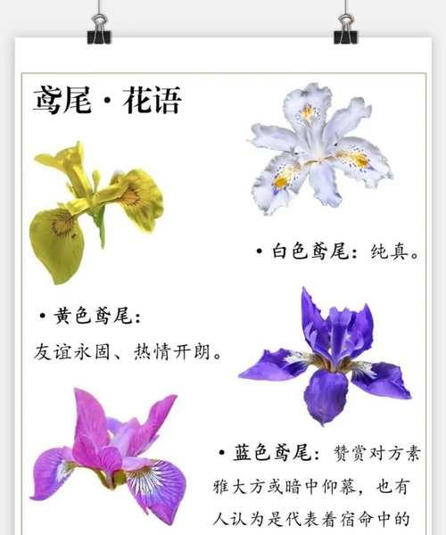 鸢尾蝴蝶花的花语和含义有哪些？