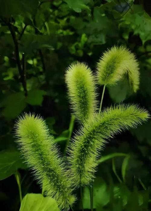 狗尾巴草的花语和象征意义是什么？