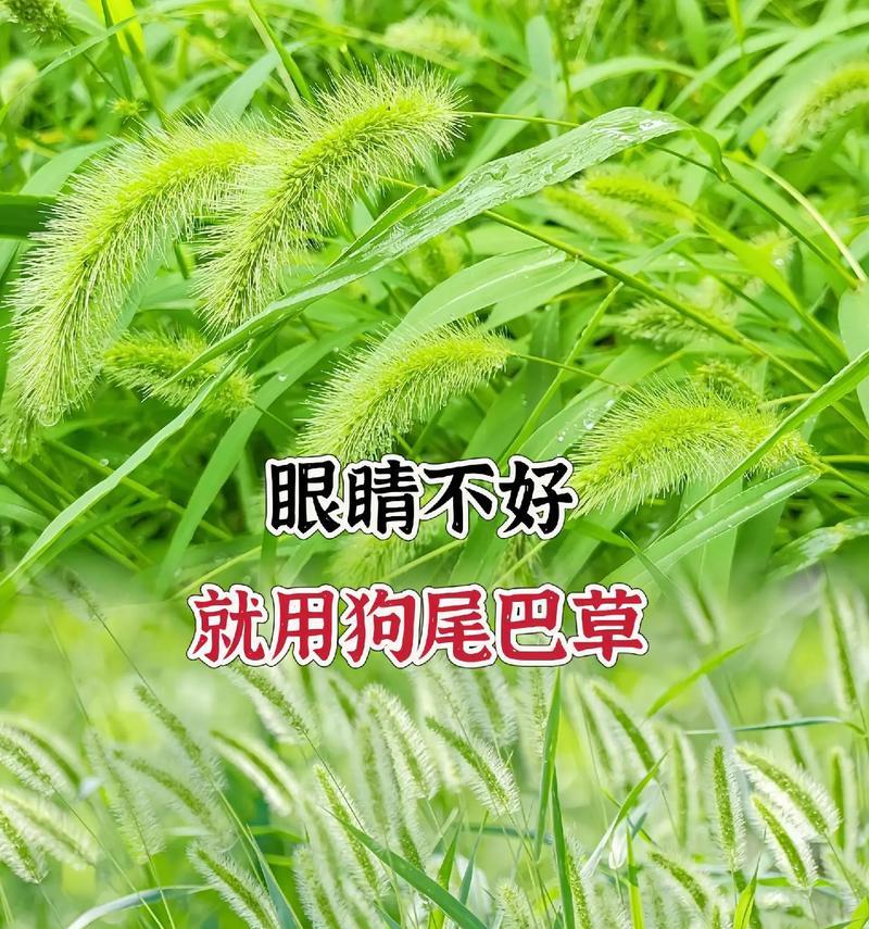 狗尾巴草的花语和象征意义是什么？