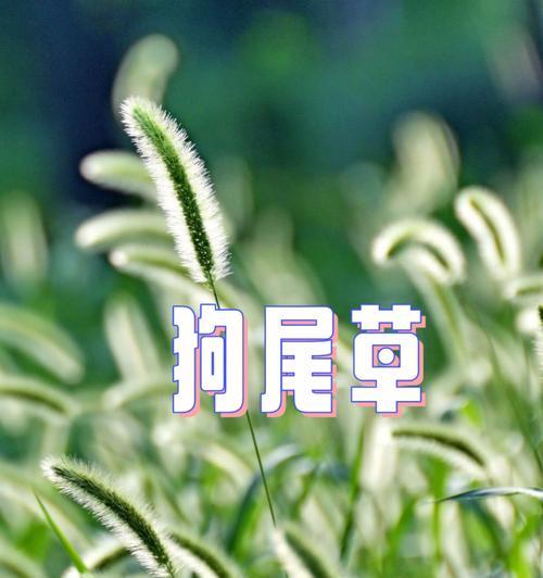 狗尾巴草的花语和象征意义是什么？
