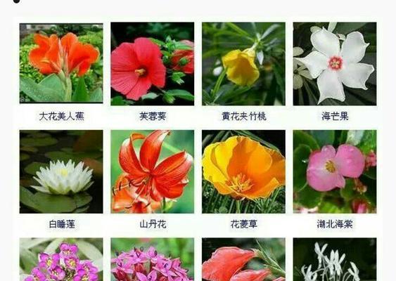 情感表达中花恋的具体含义是什么？