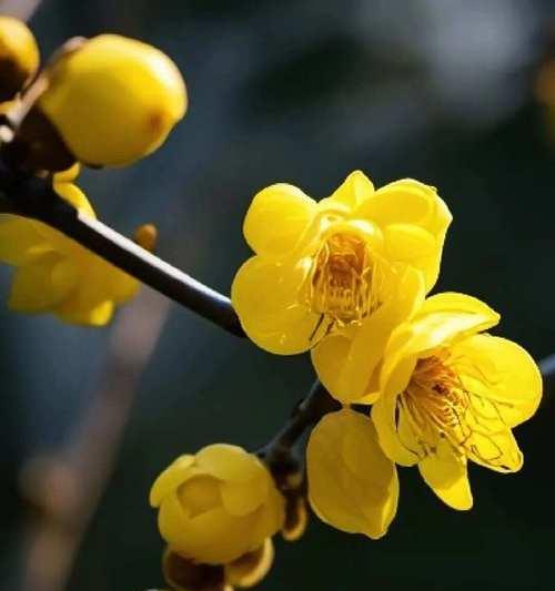 腊梅的花语是什么？腊梅代表的含义是什么？