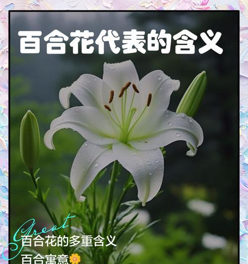 送给老师的寓意花有哪些？它们代表什么意义？