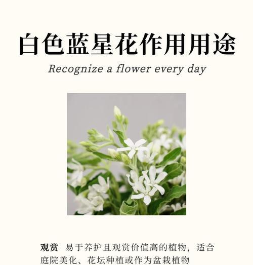 红色花名在社交平台上的寓意是什么？