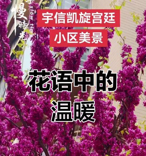 哪种花代表着亲情？亲情花语的花卉有哪些？