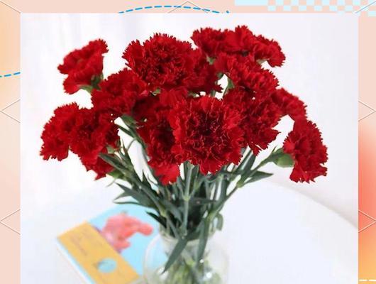 哪种花代表着亲情？亲情花语的花卉有哪些？