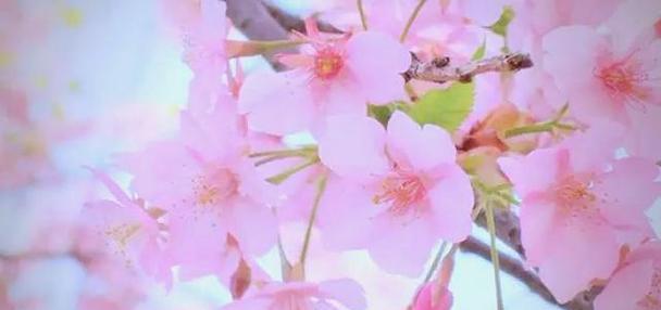 哪种花代表着亲情？亲情花语的花卉有哪些？