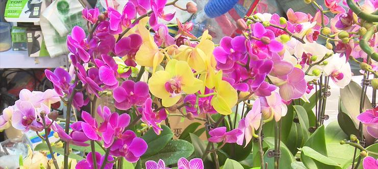 春节花卉深层含义是什么？