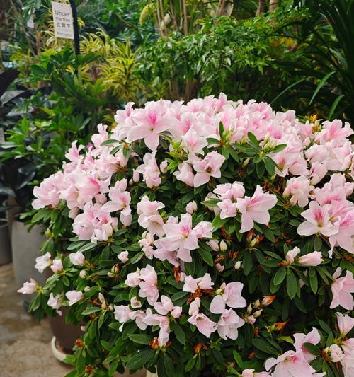 春节花卉深层含义是什么？