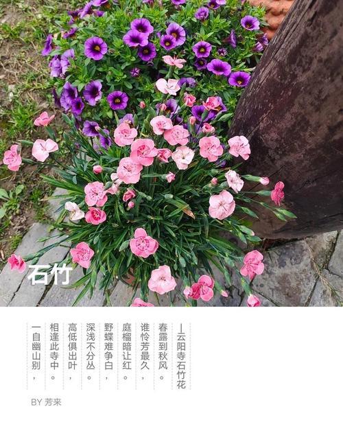 石竹花语是什么？石竹的寓意有何含义？