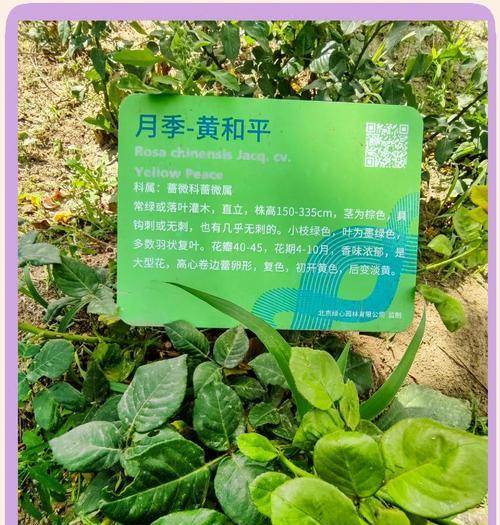 和平食物的花象征什么？它们各自代表了哪些意义？