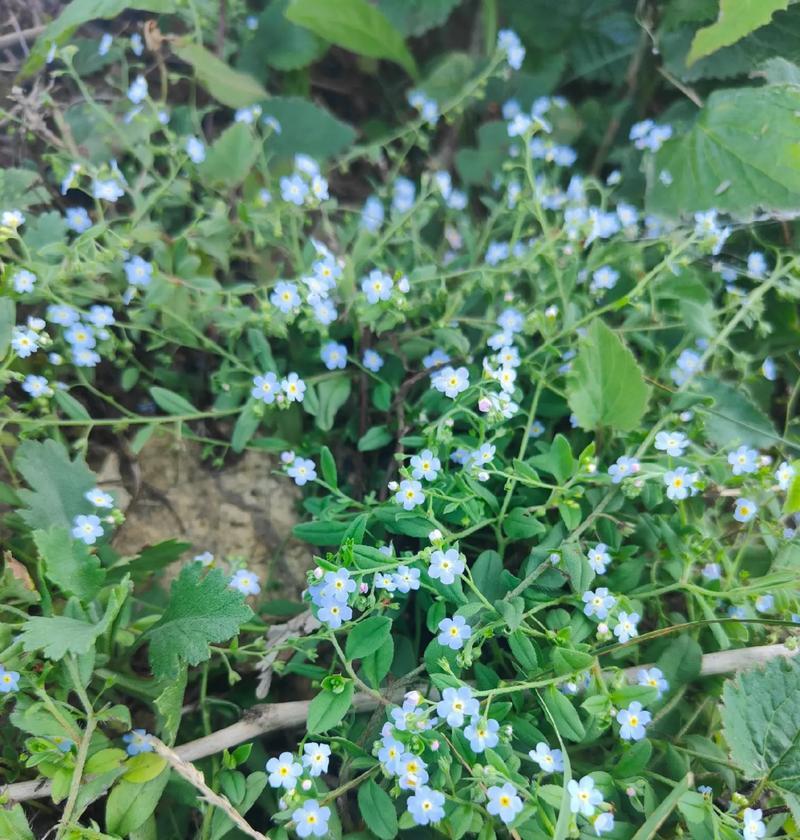 附地菜花语代表什么？附地菜在传统医学中的作用？