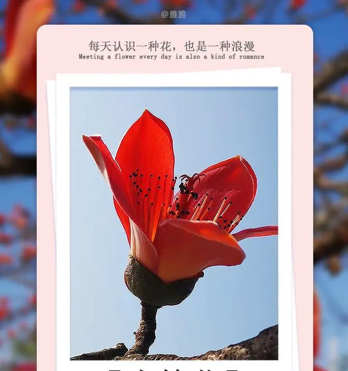木绵花的代表意义和花语寓意有哪些？