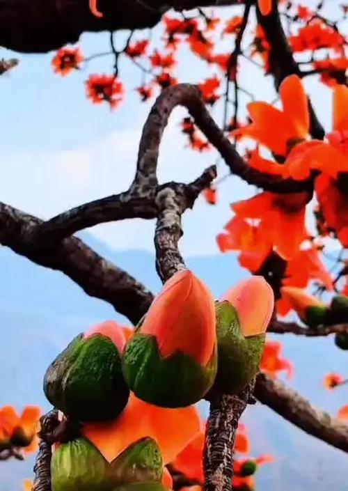 木绵花的代表意义和花语寓意有哪些？