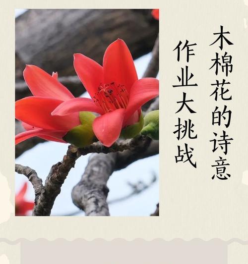 木绵花的代表意义和花语寓意有哪些？