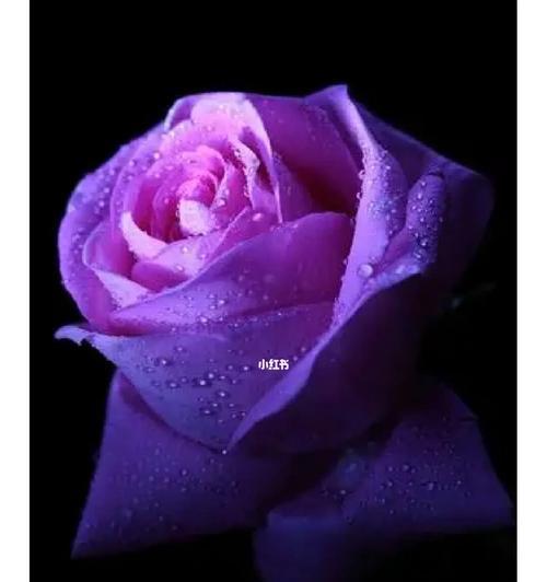 紫色玫瑰花特殊含义是什么？紫色玫瑰花代表什么？