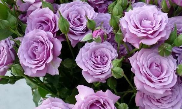 紫色玫瑰花特殊含义是什么？紫色玫瑰花代表什么？