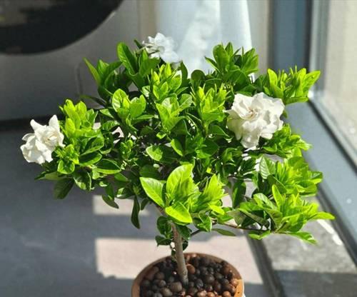 栀子花左侧放置的含义是什么？